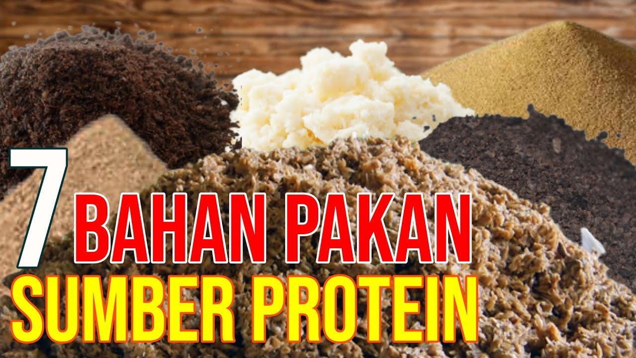 
                                 Bahan-Pakan-Sumber-Protein-Untuk-Hewan-Ternak-Sapi